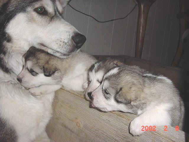 Shiloh&pups.jpg (64091 bytes)