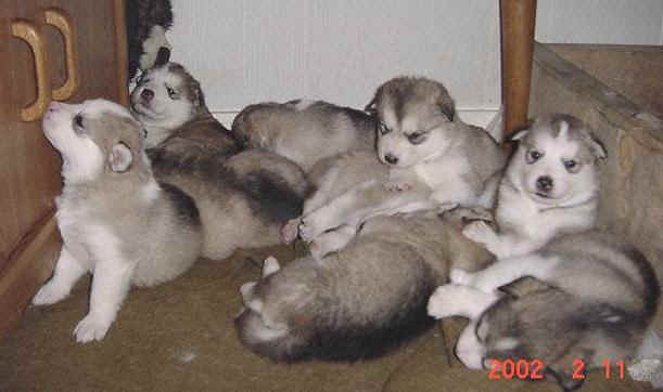 pups3wks.jpg (45155 bytes)