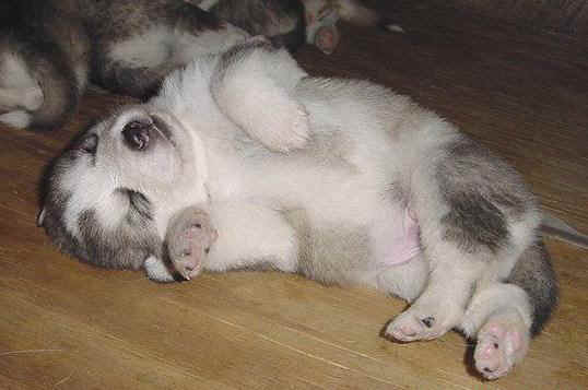 sleepin.jpg (44309 bytes)